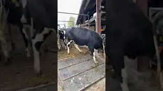 Kaaskoe Vaarsen weer thuis