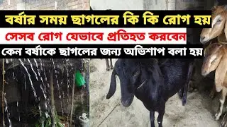 কেন বর্ষাকে ছাগলের জন্য অভিশাপ বলা হয় || বর্ষা কালে ছাগলের কি কি রোগ হয় ||সেসব যেভাবে প্রতিহিত করবেন