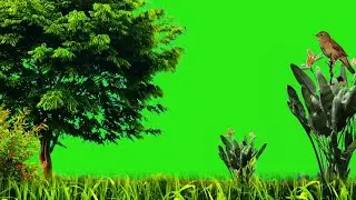 Nature Green Screen / Green Screen Garden / Background Video Effects hd / Free Green Screen / Tree