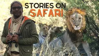Animal Stories from an African Safari Guide in Botswana - Staring Down a Black Mamba Snake & Lion