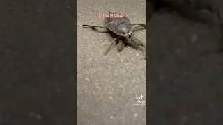 Giant Water Bug. Yes, they do bite! #bug#insects#waterbug#bite#creepy