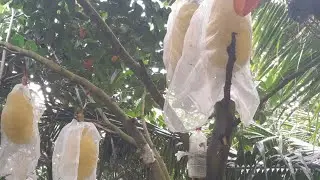 Mít Ruột Đỏ 1 số thất bại khi làm trái truyền 