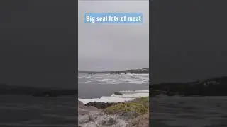 Bearded seal harvested from land #culture #food #hunting #hunter #lifestyle #live #seal #ice #meat