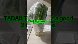 Life hack: keeping your greens fresh for a longer time #lifehacks #vegetables #growinggreen