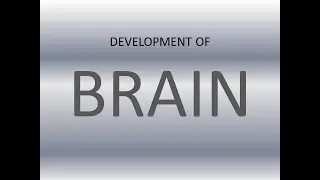 Development of Brain