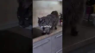 Chef Whiskers: The Purrfect Cook! #shortsfeed #CatCooking  #FunnyCats #CookingWithCats #CatLovers