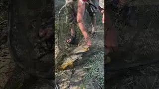 Сазан река Или. #fishing #сазан #рыба #рыбалка