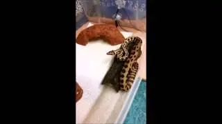 Possible Jag neuro