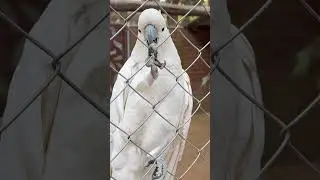 #koalapark