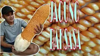 #jagungraksasa, #jagunganeh, #jagungjumbo ANEH TAPI NYATA UKURAN JAGUNG SUPER JUMBO ASLI SIDOARJO