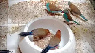 Purple Grenadier Waxbills & Red Cheeked Cordon Bleu Waxbills