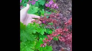 Барбарис Тунберга (сорт Atropurpurea Nana ). Атропурпуреа Нана.