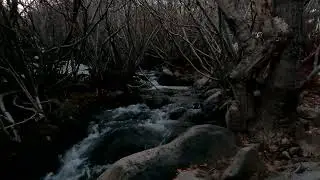 Hunter Creek 2022 01 09