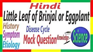 Little Leaf of Brinjal or Eggplant, Symptom, Etiology, D.C. | Candidatus Phytoplasma | PHV - #1