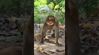 Dollar best care baby cats...😝#adoreble #monkey #babyanimals #cute #babymonkey #animals #babyanimal