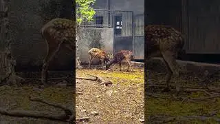 Guardians of Negros: The Endemic Wildlife of Talarak Foundation Inc.