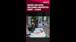 Bear Enters Mount Abu Hotel At Night. Then This Happened