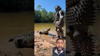 Made a fool of the crocodile #wildlife #nature #animals #funny #wildlifeentertainment #comedy