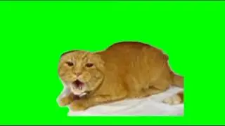 angry cat (Burger cat) meme green screen (1080p)