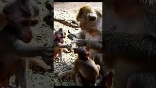Monkey species: Baby Monkey Gets Beaten for Daring to Eat Its Mother's Food