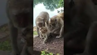 family monkey so warm