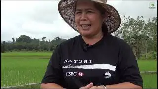 Rice Crop Manager (RCM) in Caraga Region
