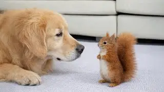 This Golden Retriever&rsquo;s Reaction to a Baby Squirrel Will Melt Your Heart