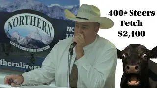 Record Cattle Prices & Market Insights with Ty Thompson