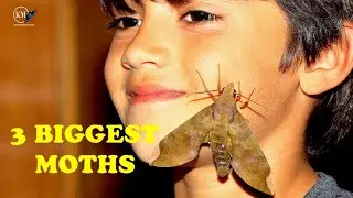 3 BIGGEST MOTHS IN USA
