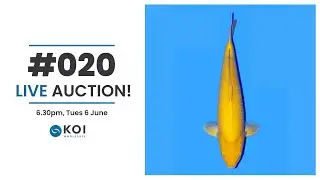 Koi Wholesale Live Auction #020