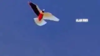 Kabootar Ka Amazing Landing | Slow Motion Mein Dekhiye Udaan Ka Jadoo 🕊️✨