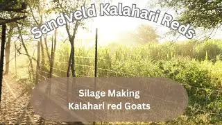 Kalahari Red Goats/ Silage making