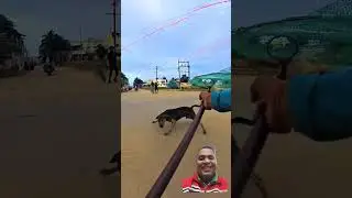 Gojo Vs Catchers #dog #gojo #vs #streetdogrevival #ytviral #shorts #viralvideo #trending