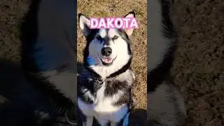 #alaskanmalamute #petloverscommunity #petloversunite #dogloversofig #doglovers  #spoileddogs