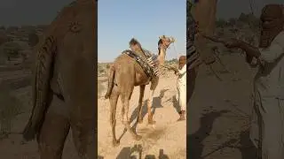 نقل الماء في الصحراء باستخدام الإبل بسبب شحّ المياه