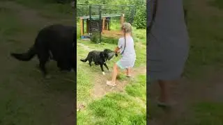 AMAZING AND BEAUTIFUL DOG ENJOYS PLAYING TUG OF WAR #shorts