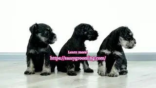 Sassy's Country Paw Spa - Pet Groomers Promote Wellness Through Regular Grooming