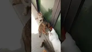 Time Machine Cats !!!! Longest Daily Cat's Story , SHORTS
