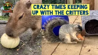 Crazy times keeping up with the critters!