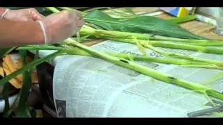 MU Extension Advice  -- Testing Forage for Nitrates