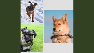 Latin Guitar Soundtrack for Helping Dog Sleep