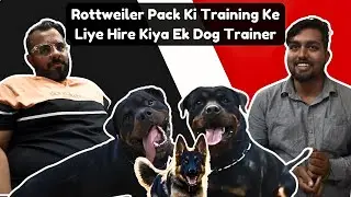 Rottweiler Pack Training Begins! Professional Dog Trainer Hired to Boost Their Skills 🐾
