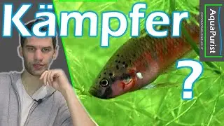 Ein Kampffisch der kaum kämpft und Garnelen?! - Betta rubra, ein kleiner roter Maulbrüter