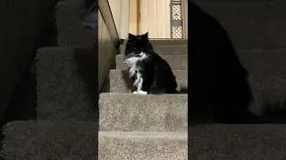 Gentleman Gable's Polite Request for Food ❤️ =^.,.^=  #cat #catlover #animals #mindfulness #love