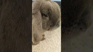 Bonzo and Estella first meet ❤️ #bunny #minilop #rabbit #cute #cutebunny