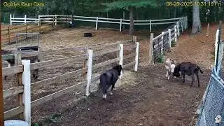 Goldy's  Paddock    Rescues  1023am  painters painting fencing Donkeys 8292025