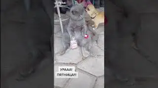 Давай наливай