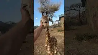 Baby giraffe friend
