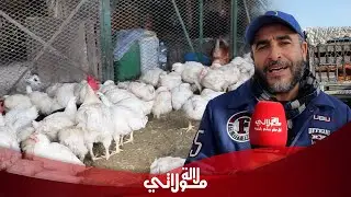 الباعة ينفون ارتفاع أسعار الدجاج 