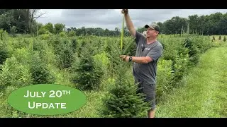 24&rdquo; Leader Fir Tree Update &ndash; Bud Set and Shearing Options Explained